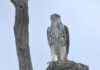 Wildlife away from the waterhole at Sun Destinations Chacma Bush Camp.