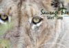 Wildlife sightings at Sausage Tree Safari Camp.