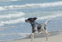 Who let the dogs out and the kite surfers in?