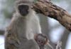 A bit of safari fun…