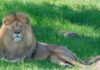 Joburg Zoo. Out and about in an urban jungle.