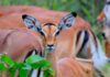 Wildlife sightings at the luxury Sun Destinations properties.