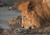 Experience the Kgalagadi with GoTrip.