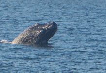GoTrip. An overview of our Hermanus tour.